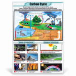 Carbon Cycle